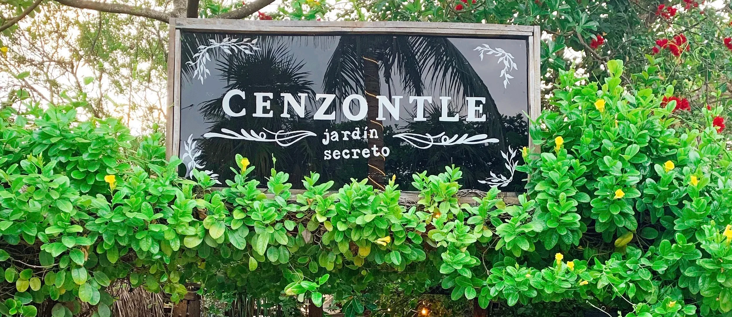 Cenzontle